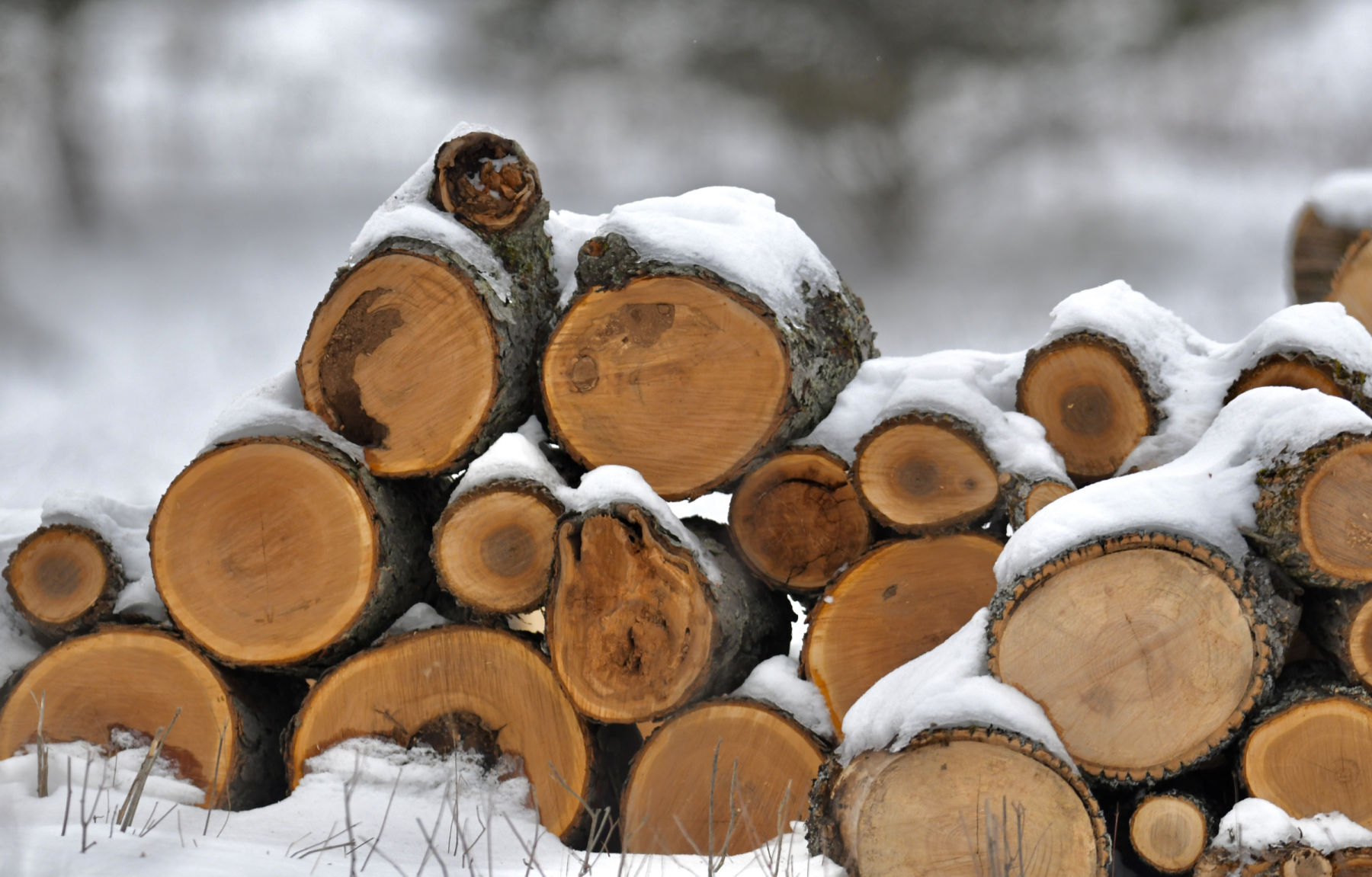 Frosted firewood